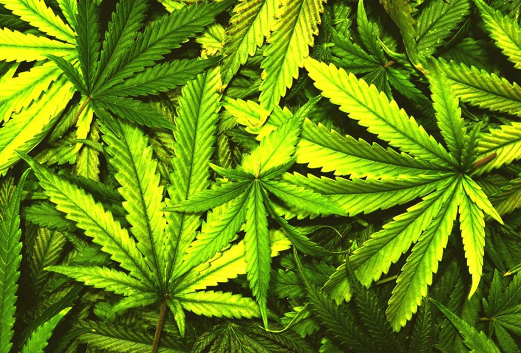 el proyecto de dictamen en materia de regulación del cannabis