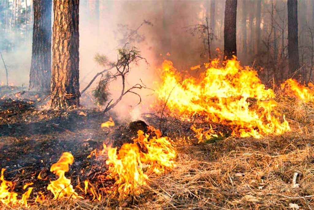 Incendios forestales - Zona esmeralda