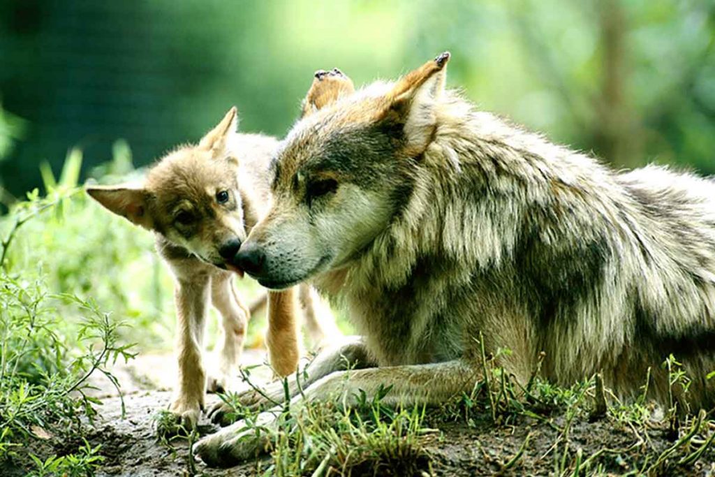Lobo mexicano en peligro de extinción
